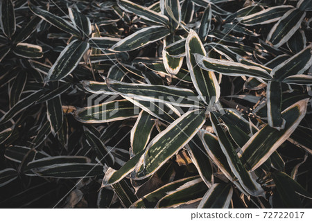 Kumazasa herd and sunbeams b-2 film style Kumazasa herd and sunbeams b-2 film style 72722017