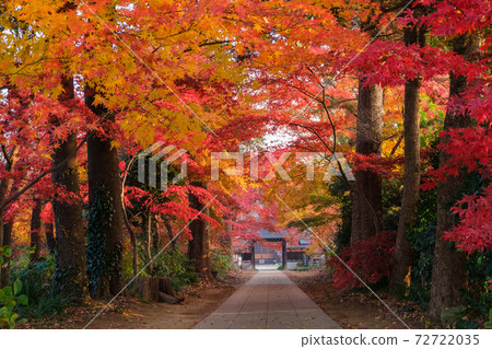 Cold foliage of autumn leaves 72722035
