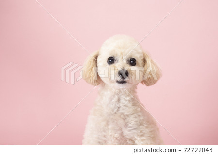 微笑玩具貴賓犬 微笑玩具貴賓犬 72722043