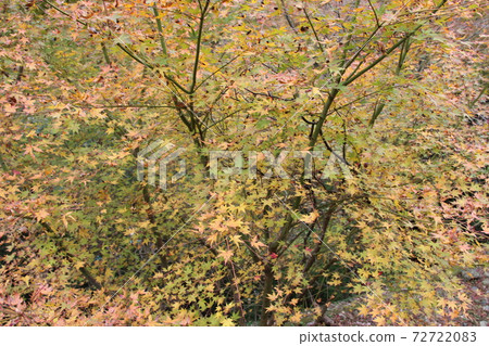 Minoo瀑布 Minoo瀑布 72722083