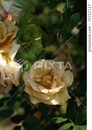 Rose butterscotch in full bloom Rose butterscotch in full bloom 72722117