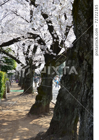 Yanaka neighborhood 72722165