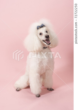 A profile of a smiling medium poodle A profile of a smiling medium poodle 72722250