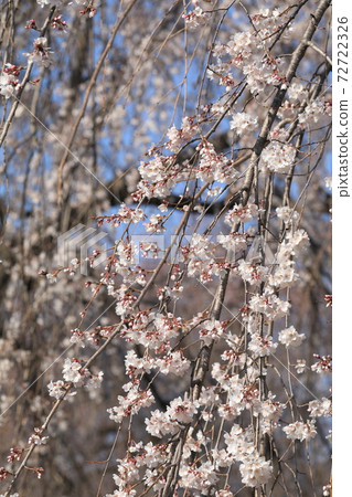 垂枝櫻花 72722326