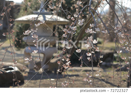 垂枝櫻花 72722327