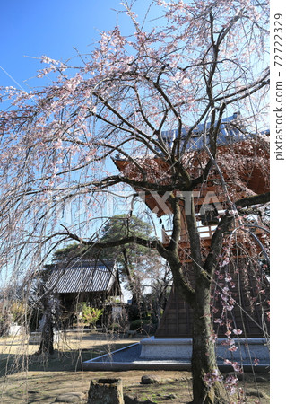 Weeping cherry tree Weeping cherry tree 72722329