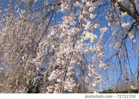 Weeping cherry tree 72722330