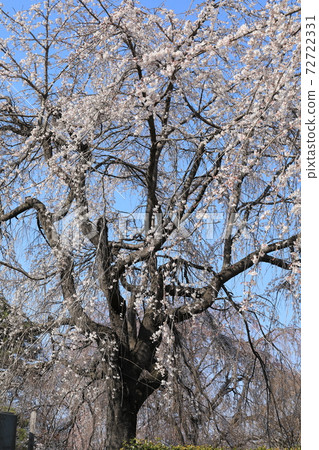 Weeping cherry tree 72722331