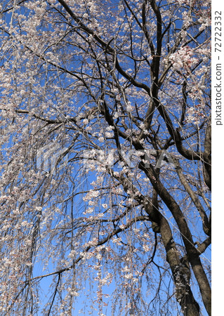 Weeping cherry tree 72722332