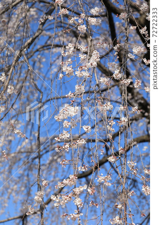 Weeping cherry tree 72722333