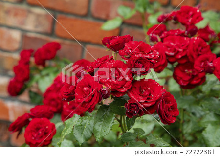 A red rose that is outdoors 72722381