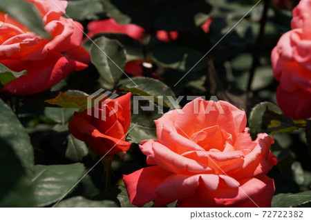 Rose in full bloom Catherine Deneuve 72722382