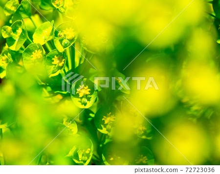 Euphorbia · Calacias 72723036