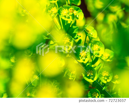 Euphorbia · Calacias 72723037