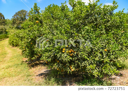 Orange fruit on the orange tree in the summer garden. 72723751