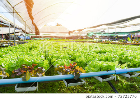 Hydroponic lettuce growing in garden hydroponic farm lettuce salad organic for health food, Greenhouse vegetable on water pipe with green oak and red oak. Hydroponic lettuce growing in garden hydroponic farm lettuce salad organic for health food, Greenhouse vegetable on water pipe with green oak and red oak. 72723776