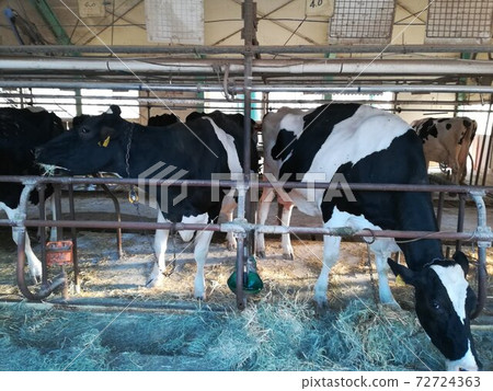 Cow  72724363