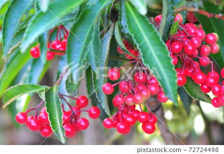 一萬種蓬鬆的水果，一萬種鮮紅色的水果 72724498