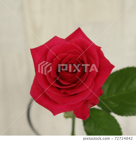 Bright hot pink rose bingo cerise Bright hot pink rose bingo cerise 72724842