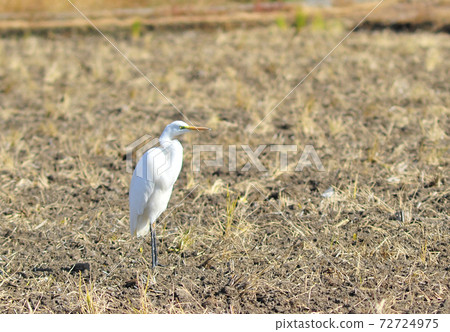 一個白鷺站在田野裡，與白鷺的風景 72724975