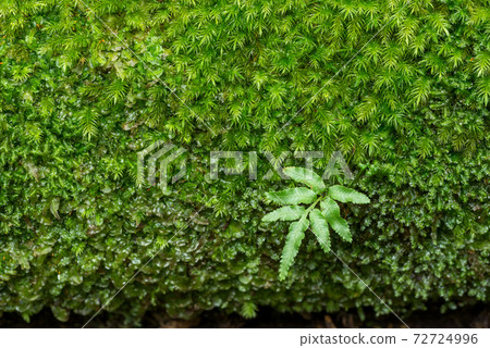 Fern leaves on green moss Fern leaves on green moss 72724996