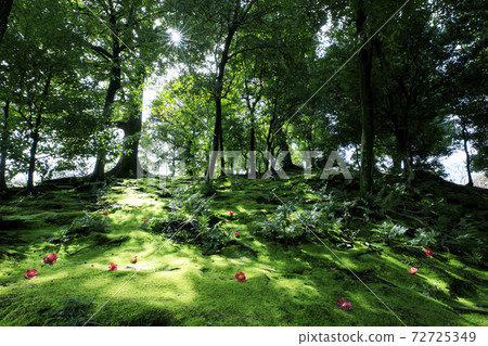 Scenery with flowers Scenery with flowers 72725349