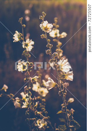 Mallow moschata species of mallow that grows in meadows and ditches of Tian Shan mountainous areas 72725507