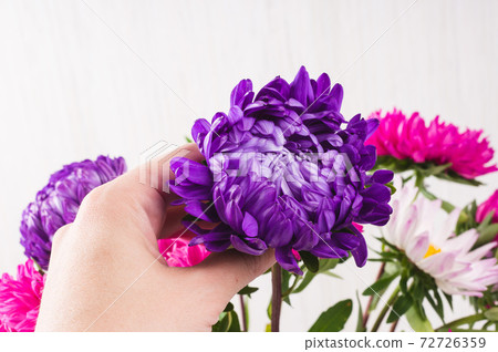 hand taking flower from bouquet of chrysanthemums on white backg 72726359