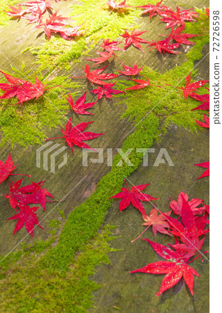 Autumn leaves 72726598