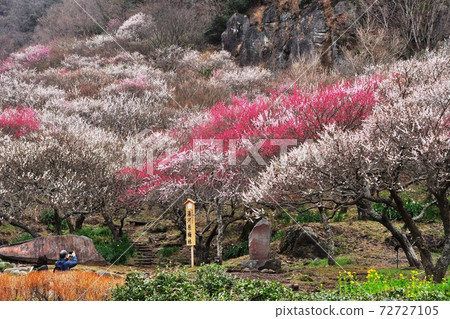 Yugawara Umebayashi (Makuyama Park) Red and white plums in full bloom 72727105