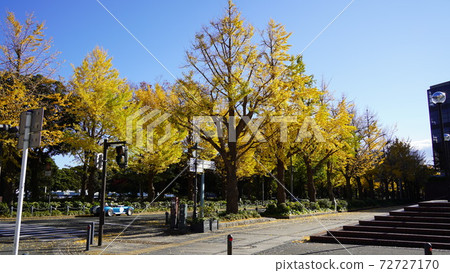 Ginkgo trees in front of Yamashita Park, Yokohama 72727170