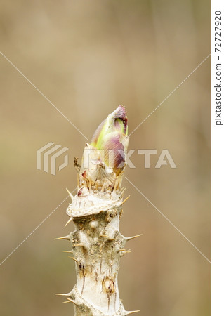 Tara bud Tara bud 72727920