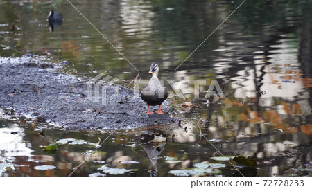 Yokohama, Honmoku City Park, pond duck 72728233