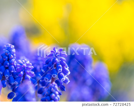 Muscari 72728425