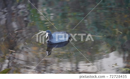 橫濱，本北市立公園，大坂在池塘里游泳 72728435