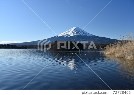 仲冬的富士山冷凍河口湖，野鳥的綠洲 72728465