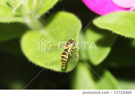 Fudehime hirataavu 72728466