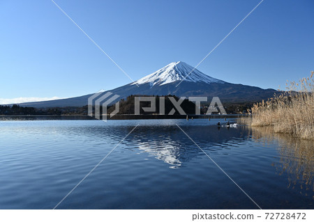 Mt. Fuji in the midwinter Frozen Lake Kawaguchi, an oasis of wild birds Mt. Fuji in the midwinter Frozen Lake Kawaguchi, an oasis of wild birds 72728472