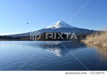 Mt. Fuji in the midwinter Frozen Lake Kawaguchi, an oasis of wild birds 72728474