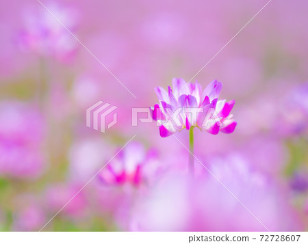 Lenge field Lenge field 72728607