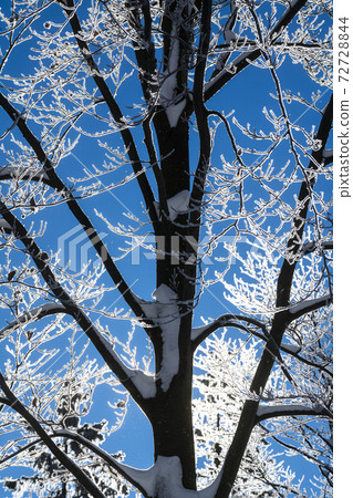 branches of snow-covered trees branches of snow-covered trees 72728844