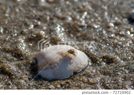 A small crab riding on a seashell on the beach 72728902