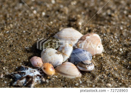 Beach shells and small crabs 72728903