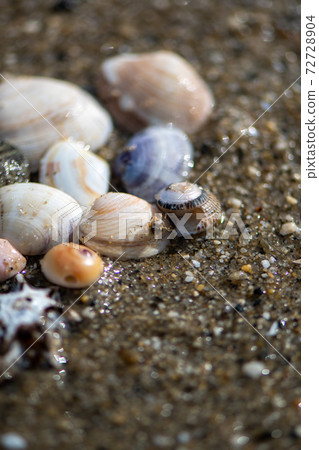 Beach shells and small crabs 72728904