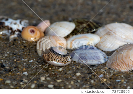 Seashell on the beach 72728905