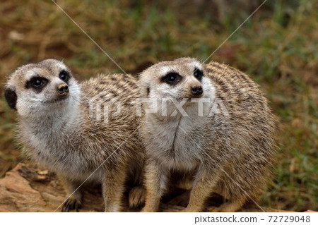 狐獴 Meerkat（Suricata suricatta）在台灣動物園。 72729048