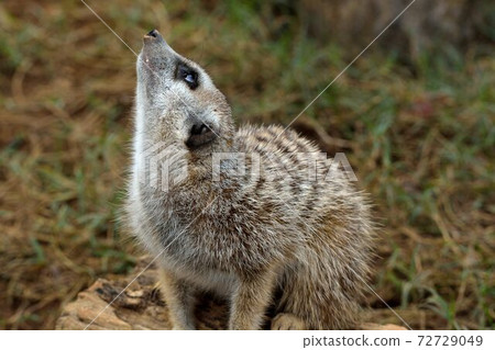 狐獴 Meerkat（Suricata suricatta）在台灣動物園。 72729049