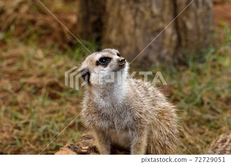 狐獴 Meerkat(Suricata suricatta)在台灣動物園。 狐獴 Meerkat(Suricata suricatta)在台灣動物園。 72729051