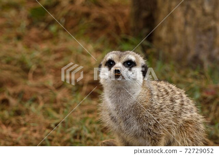 狐獴 Meerkat（Suricata suricatta）在台灣動物園。 72729052
