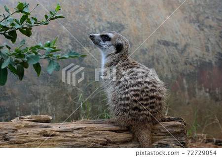 狐獴 Meerkat(Suricata suricatta)在台灣動物園。 狐獴 Meerkat(Suricata suricatta)在台灣動物園。 72729054